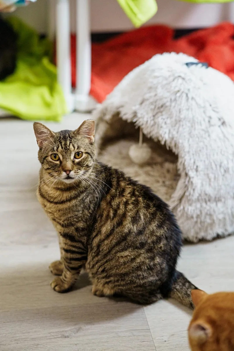 Billy thumbnail 3