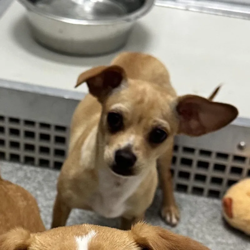 An adult small-sized female White / Cream Mixed Breed dog named Scrabble for adoption in Hinsdale, IL