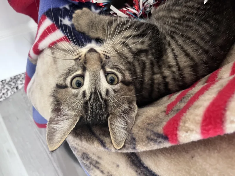 A baby medium-sized male Tabby (Brown / Chocolate) Domestic Short Hair cat named Little Toby for adoption in Rocky Hill, CT