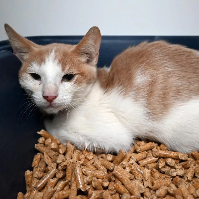 An adult medium-sized male Orange / Red Domestic Short Hair cat named Kiko for adoption in West Palm Beach, FL