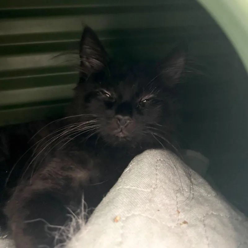 A baby small-sized female Black Domestic Medium Hair cat named Eclipse for adoption in Watertown, NY