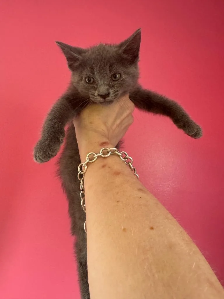 A baby medium-sized male Domestic Short Hair cat named Hurricane for adoption in Johnson City, TN