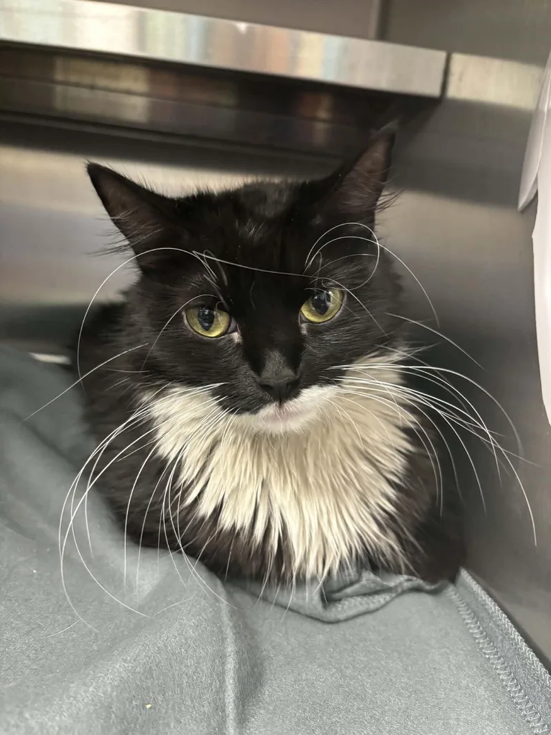 A young medium-sized female Black & White / Tuxedo Domestic Long Hair cat named England for adoption in Liberty, MO