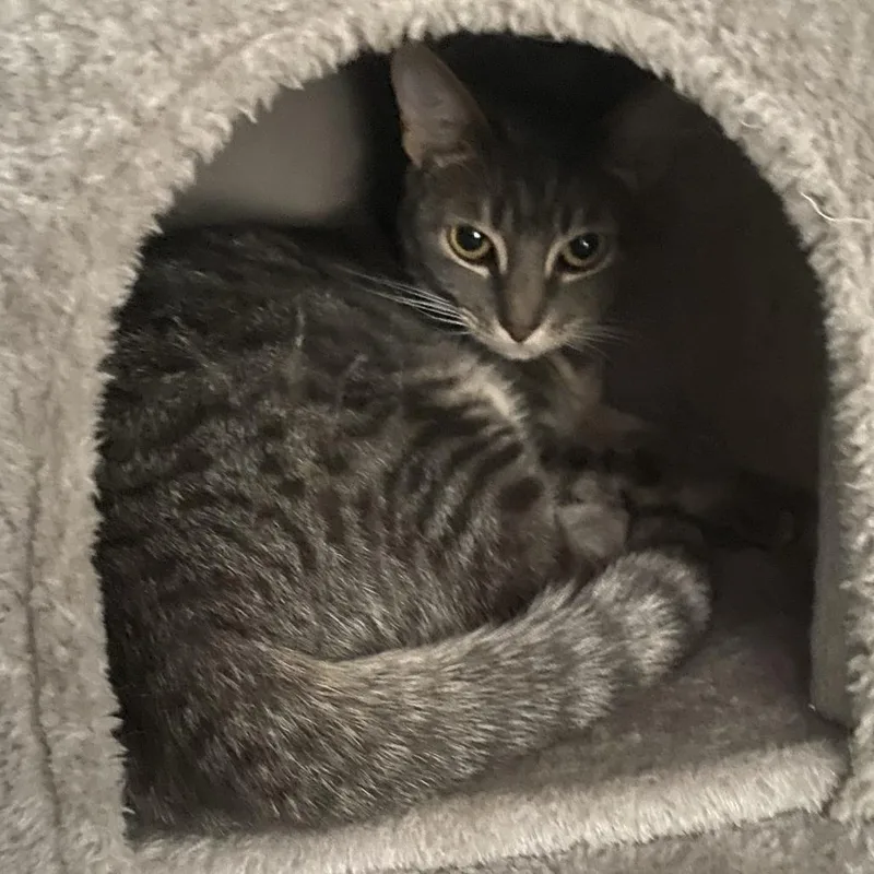 Kora