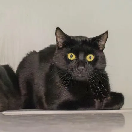 A young medium-sized male Black Domestic Short Hair cat named Oscar for adoption in Brimfield, MA