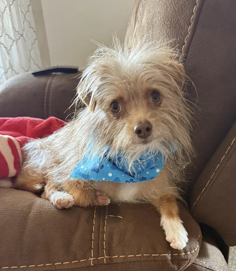 An adult small-sized male Cairn Terrier dog named Dash for adoption in Snyder, TX