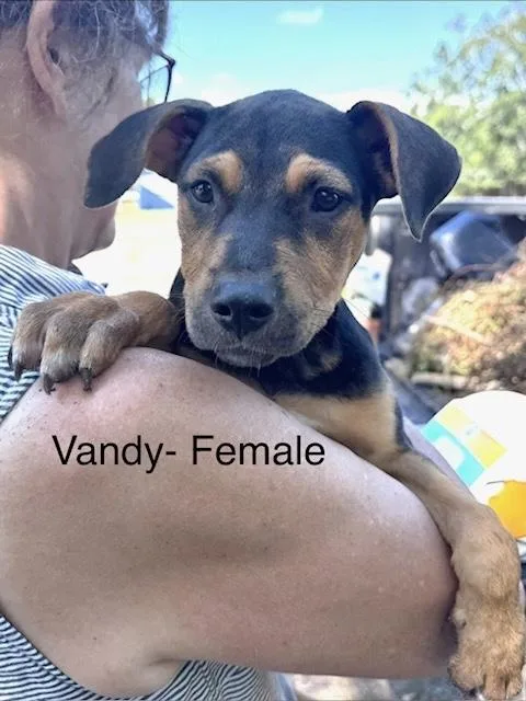 A baby medium-sized female Labrador Retriever dog named Vandy for adoption in Manchester, CT