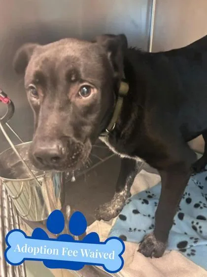 A young large-sized male Labrador Retriever dog named Joey for adoption in Irving, TX