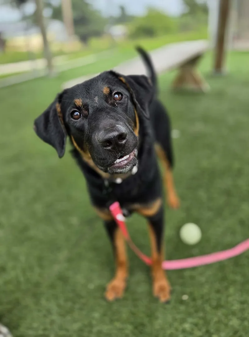 A young large-sized female Black Shepherd dog named Fiona for adoption in Sparta, WI