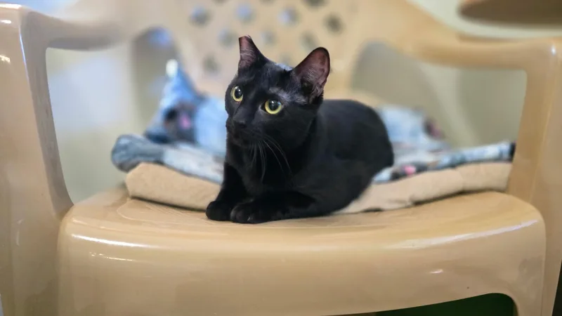 Bellatrix thumbnail 2