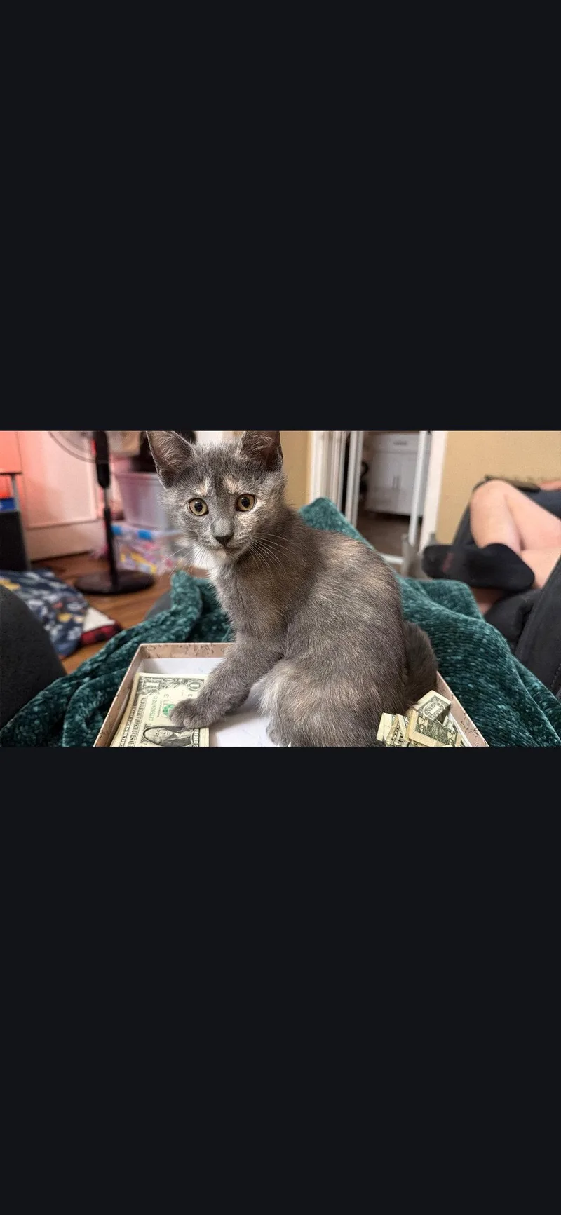 A baby small-sized female Gray / Blue / Silver Domestic Short Hair cat named Hope for adoption in Harrisburg, PA
