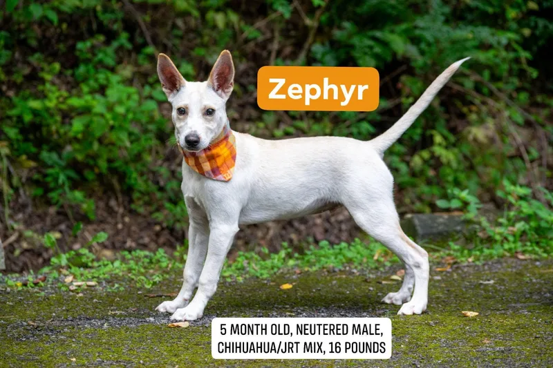 Zephyr
