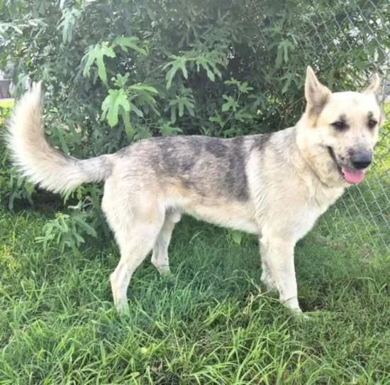 A young extra large-sized male German Shepherd Dog dog named Gerard for adoption in Houston, TX