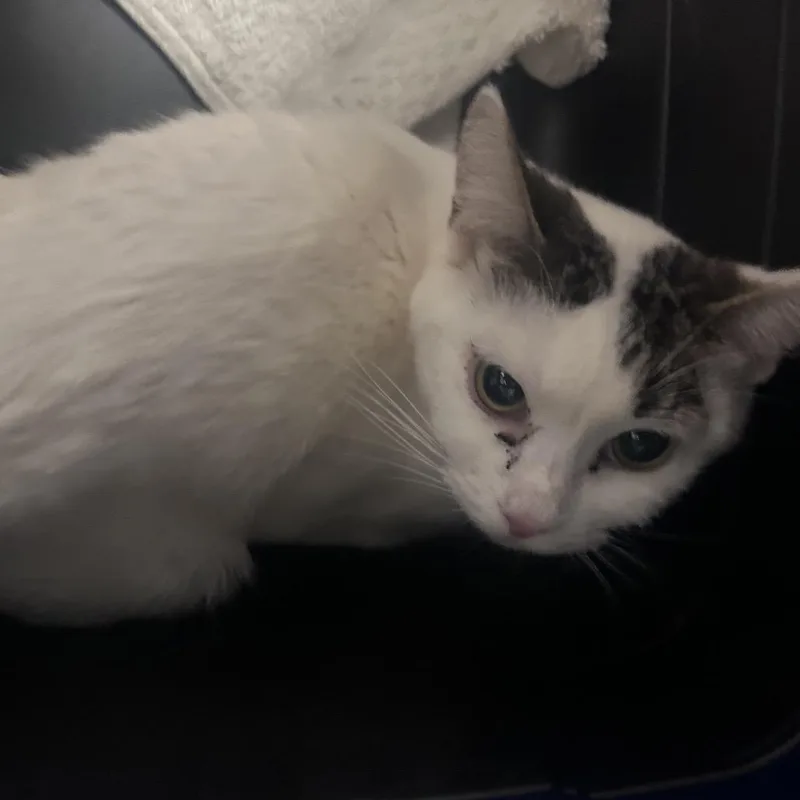 An adult medium-sized female White Domestic Short Hair cat named Spotify for adoption in Philadelphia, PA