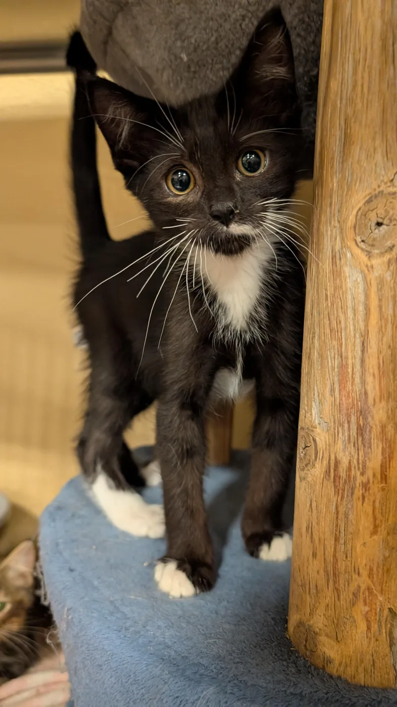 A young medium-sized male Black & White / Tuxedo Domestic Short Hair cat named Barrett for adoption in Missoula, MT