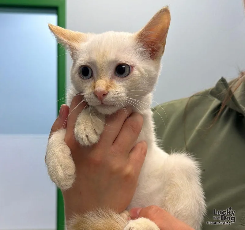 A baby medium-sized male Domestic Short Hair cat named Sol for adoption in Washington, DC
