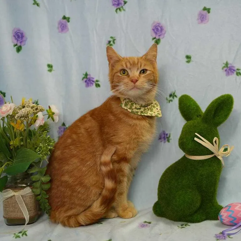 A young small-sized male Tabby (Orange / Red) Domestic Short Hair cat named Ceph for adoption in Wheaton, IL