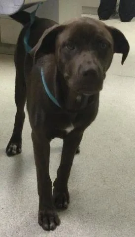 A young small-sized male Labrador Retriever dog named Latte for adoption in Riverside, CA