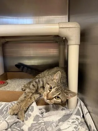 An adult medium-sized female Domestic Short Hair cat named Lanie for adoption in Fallston, MD