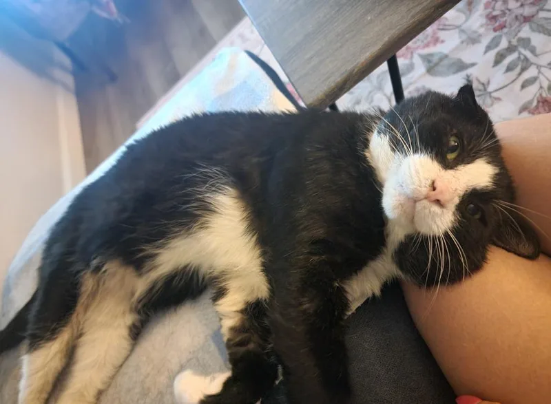 An adult medium-sized male Domestic Short Hair cat named Emo for adoption in Bloomington, IN