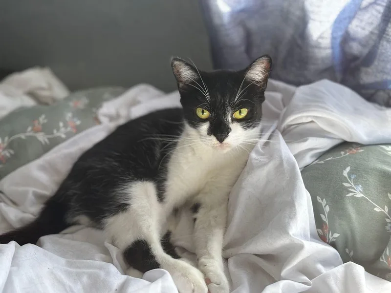 An adult small-sized female Black & White / Tuxedo Domestic Short Hair cat named Chiquita for adoption in Salem, NH