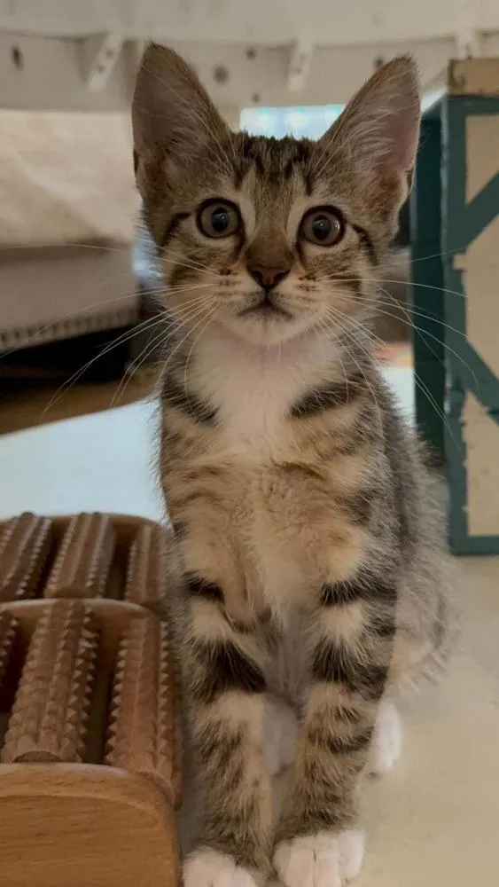 A baby small-sized female Domestic Short Hair cat named Mushroom for adoption in Newnan, GA