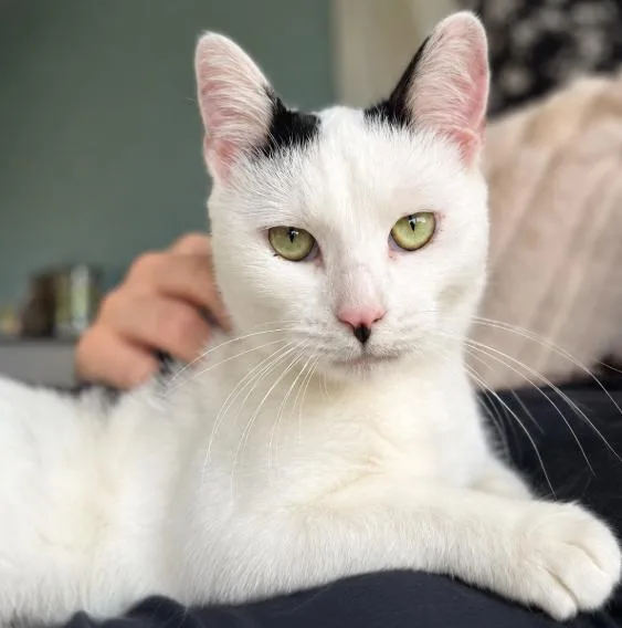 A baby medium-sized male Black & White / Tuxedo Domestic Short Hair cat named Beans for adoption in Naperville, IL