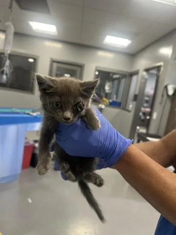 A baby small-sized female Domestic Short Hair cat named Halibut for adoption in San Martin, CA