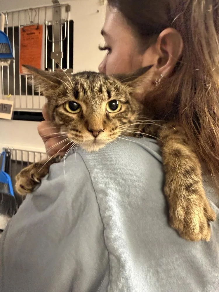An adult medium-sized male Tabby (Brown / Chocolate) Domestic Short Hair cat named Tom Petty for adoption in West Mifflin, PA