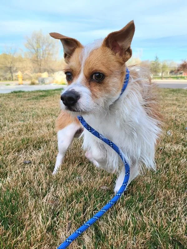 Pork Chop thumbnail 2