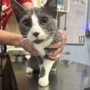A young small-sized female Gray & White Domestic Short Hair cat named Berta for adoption in Rapid City, SD