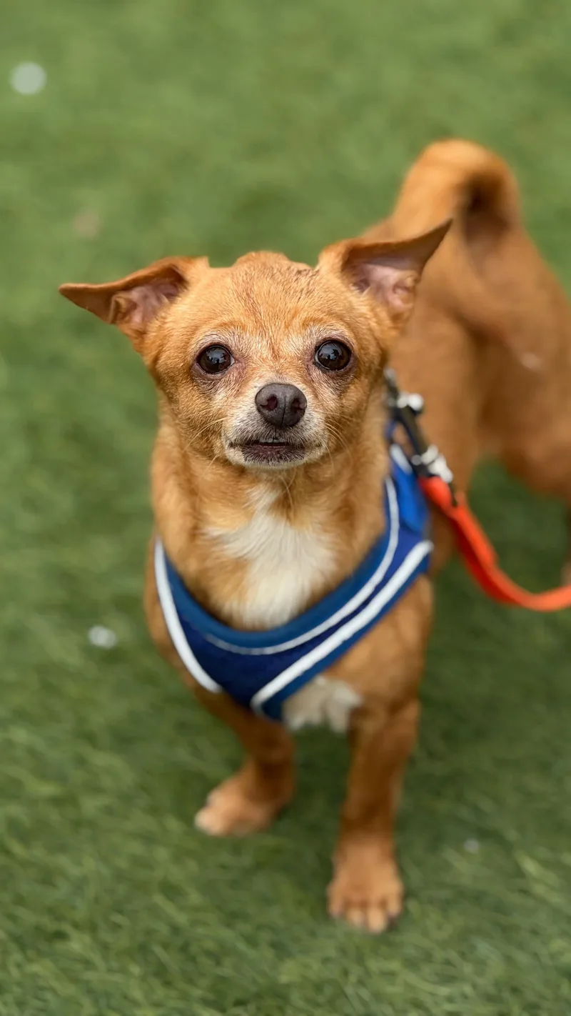An adult small-sized female Chihuahua dog named Robin for adoption in San Francisco, CA