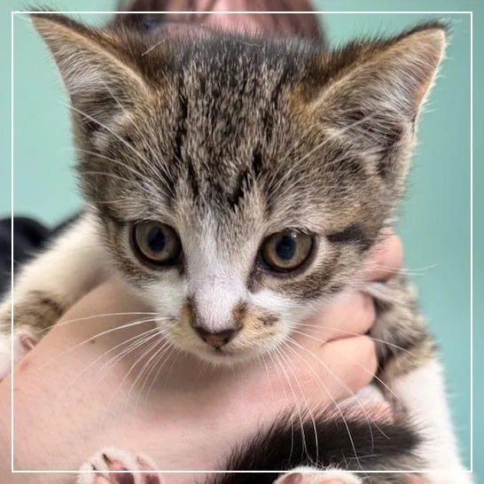 A baby small-sized male Domestic Short Hair cat named Beefy Layer Burrito for adoption in Archbold , OH