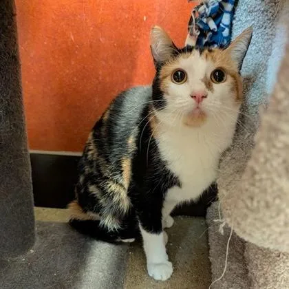 An adult medium-sized female Calico Domestic Short Hair cat named Willow for adoption in Rochester, MN