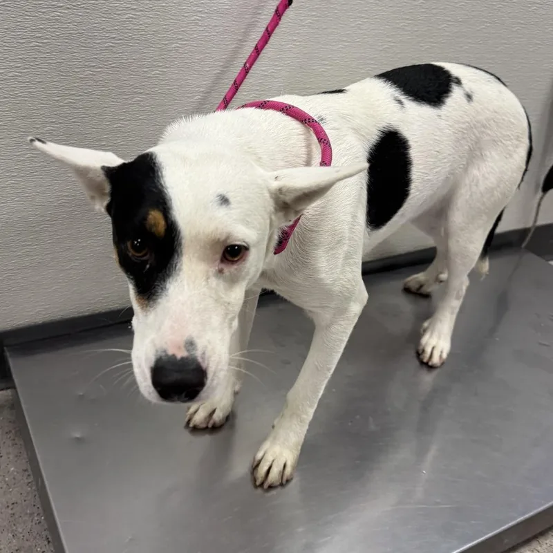 A young medium-sized female Black Mixed Breed dog named Barbie for adoption in Las Cruces, NM