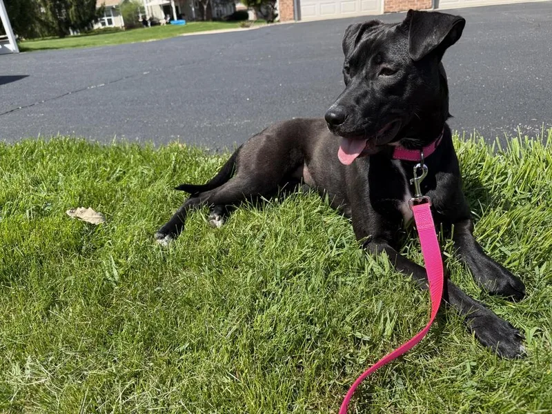 A young medium-sized female Black Labrador Retriever dog named Stellaluna for adoption in Waunakee, WI