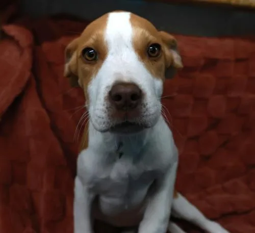 A young medium-sized male Pit Bull Terrier dog named Canyon for adoption in Thief River Falls, MN