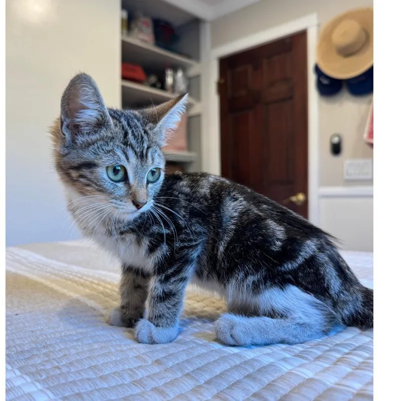 A baby small-sized male Brown / Chocolate Domestic Medium Hair cat named Chex for adoption in Long Beach, CA