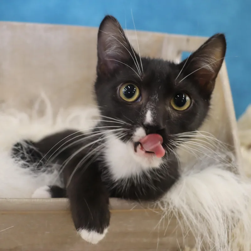 A baby large-sized male Domestic Short Hair cat named Felix for adoption in League City, TX