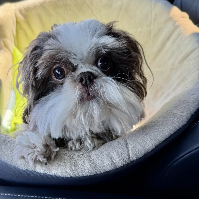 An adult small-sized male White / Cream Shih Tzu dog named Oakland Miller for adoption in Plano, TX