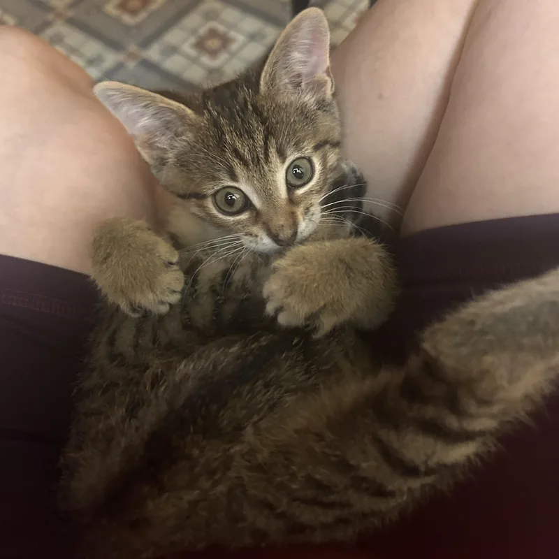 A baby medium-sized male Tabby (Brown / Chocolate) Domestic Short Hair cat named Alberto for adoption in Fort Worth, TX