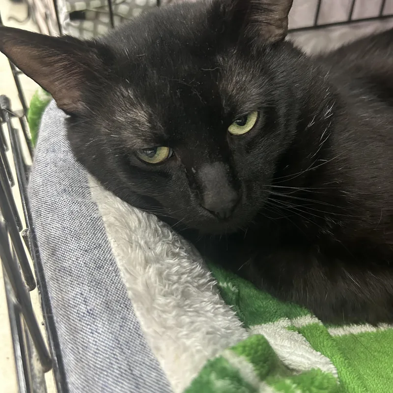 An adult medium-sized male Black Domestic Short Hair cat named Aldi for adoption in Mokena, IL