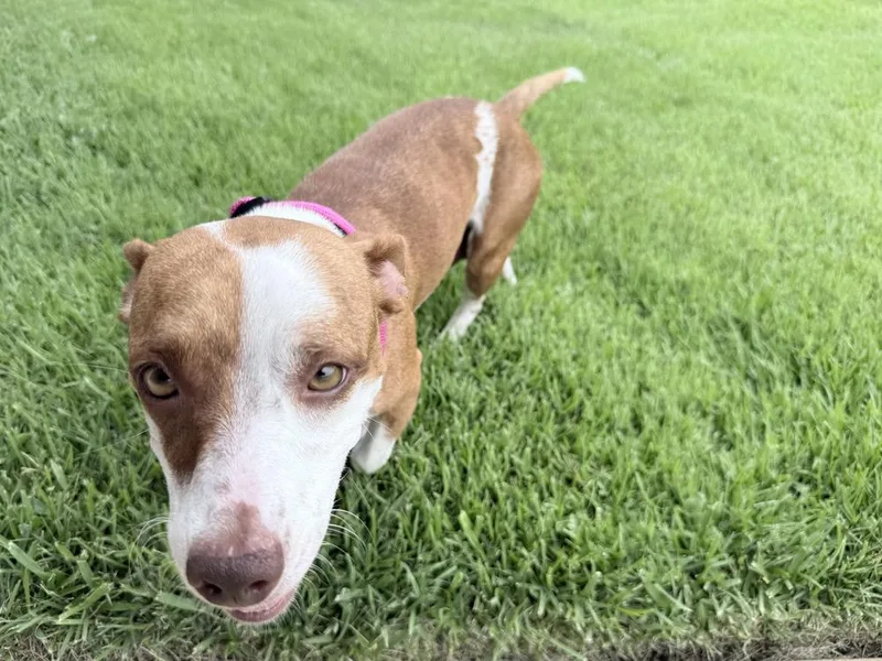 An adult medium-sized female Brown / Chocolate American Bulldog dog named Harriet for adoption in Lakeland, FL