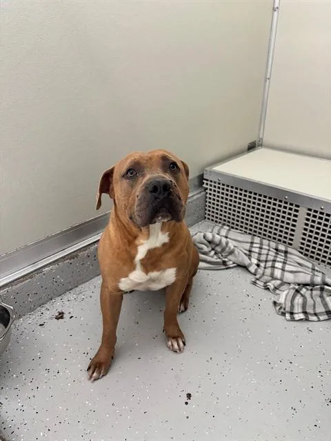 An adult large-sized male Pit Bull Terrier dog named Beef for adoption in Forney, TX