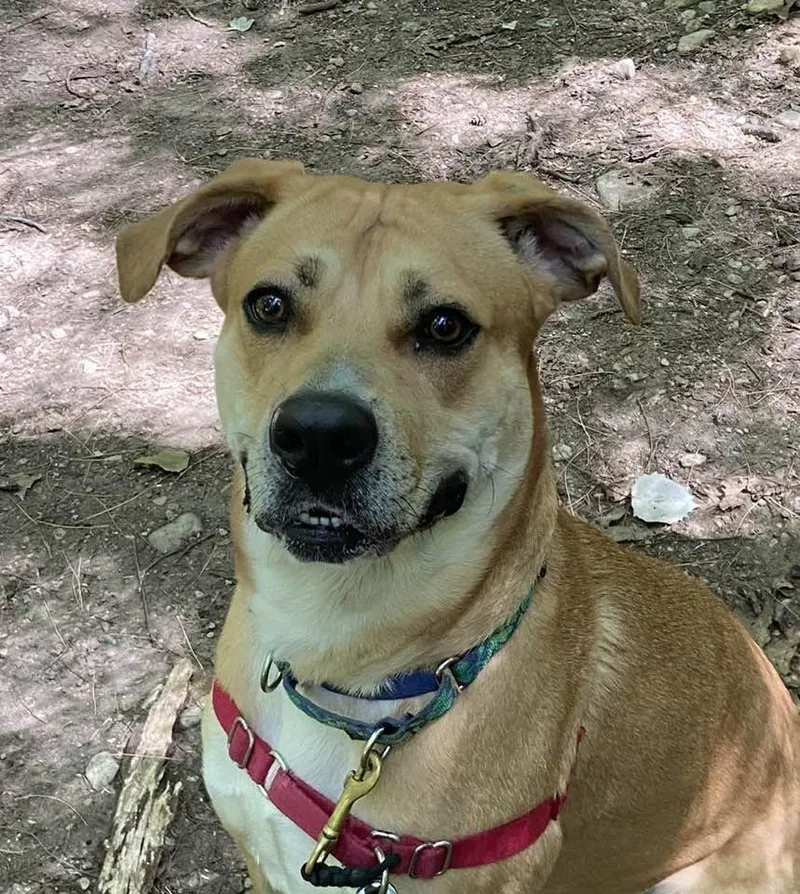 A young medium-sized female Yellow / Tan / Blond / Fawn Black Mouth Cur dog named Zola for adoption in Elizabethtown, NY