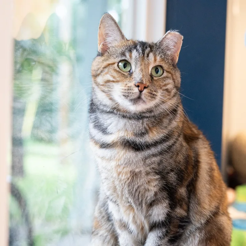 Jellybean thumbnail 2