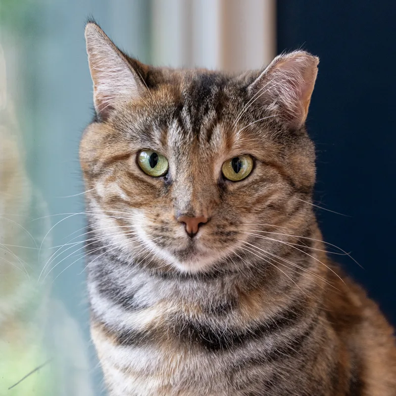 Jellybean thumbnail 3