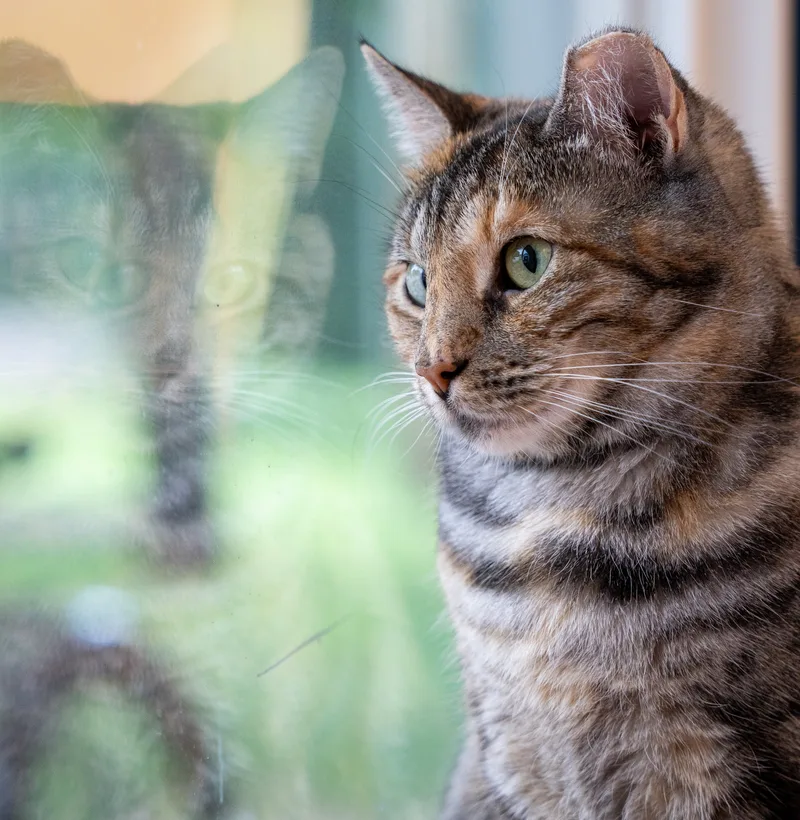 Jellybean thumbnail 4