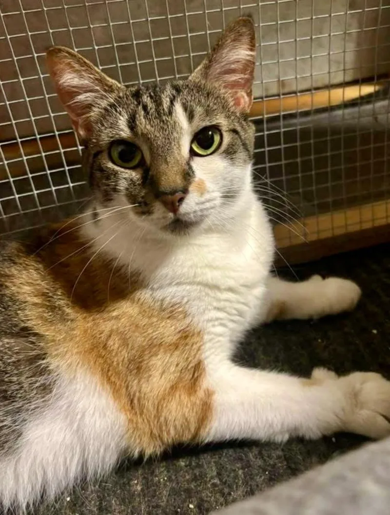 An adult medium-sized female Calico cat named Princess for adoption in Centerville, GA