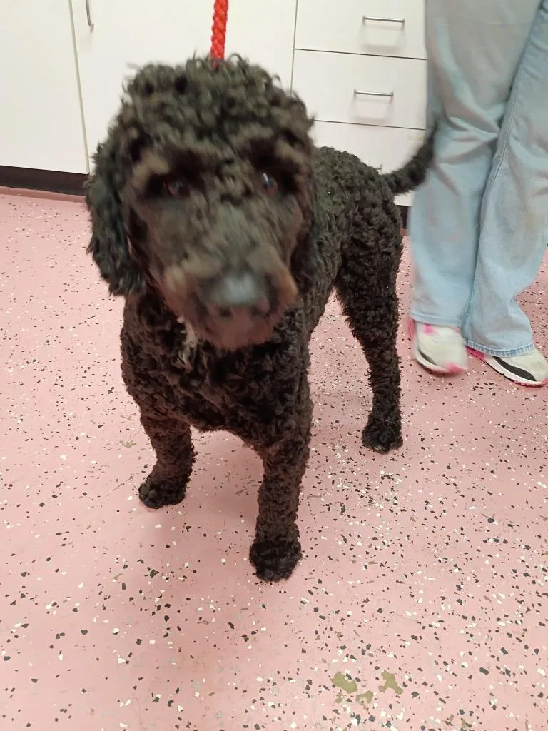 A young small-sized female Poodle dog named Luna for adoption in Pierceton, IN